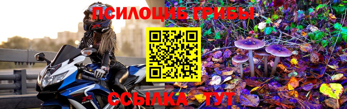 Галлюциногенные грибы Psilocybine cubensis Сургут